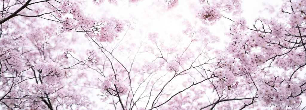 Japanische Kirschblüten